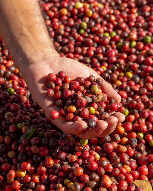 Curso Adubação para Altas Produtividades: Café melhor curso