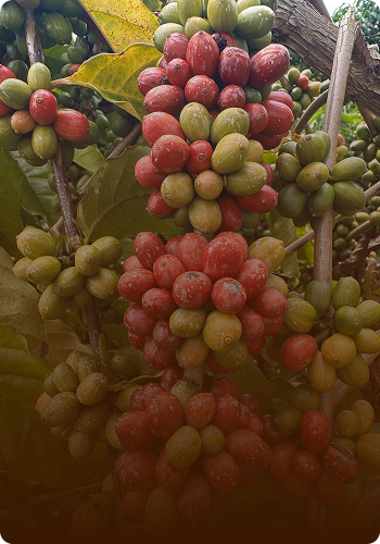 Curso Adubação para Altas Produtividades: Café é bom?