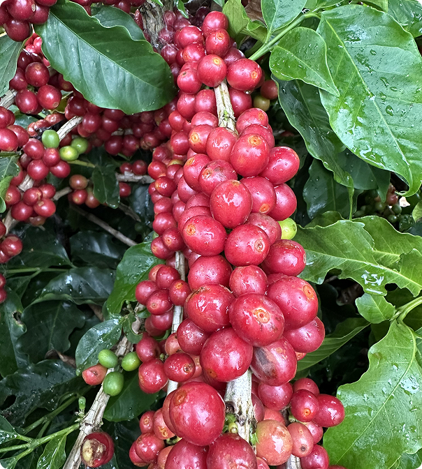 Curso Adubação para Altas Produtividades: Café é melhor o curso de 2025