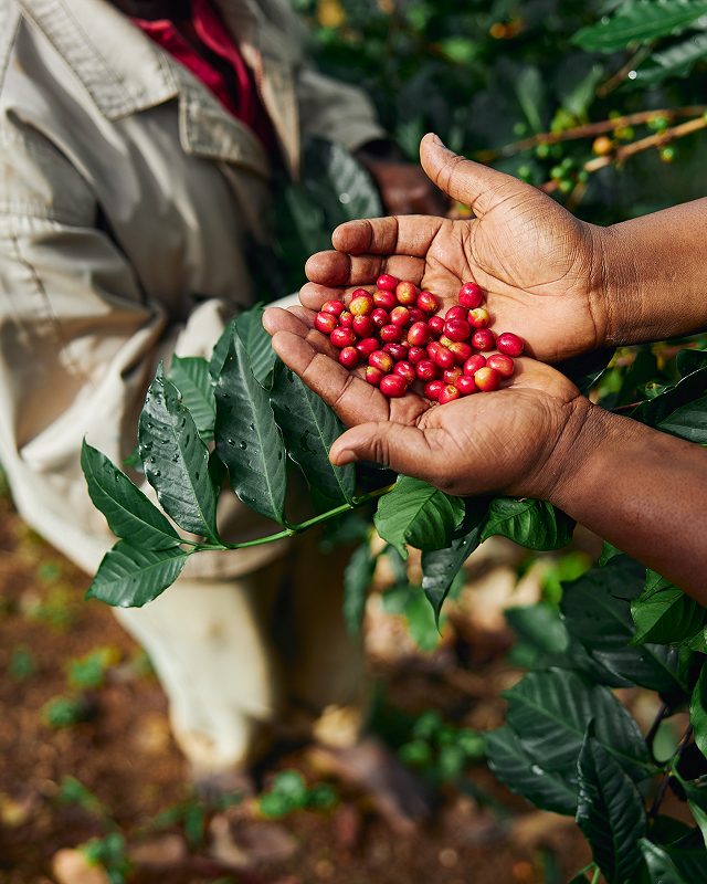 Curso Adubação para Altas Produtividades: Café vale a pena comprar?