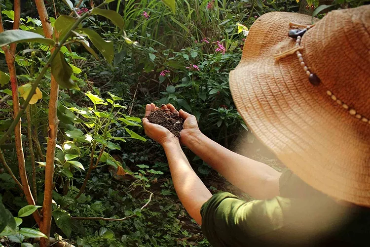 Curso O Maravilhoso Mundo dos Jardins Agroecológicos melhor curso Jardins Agroecológicos