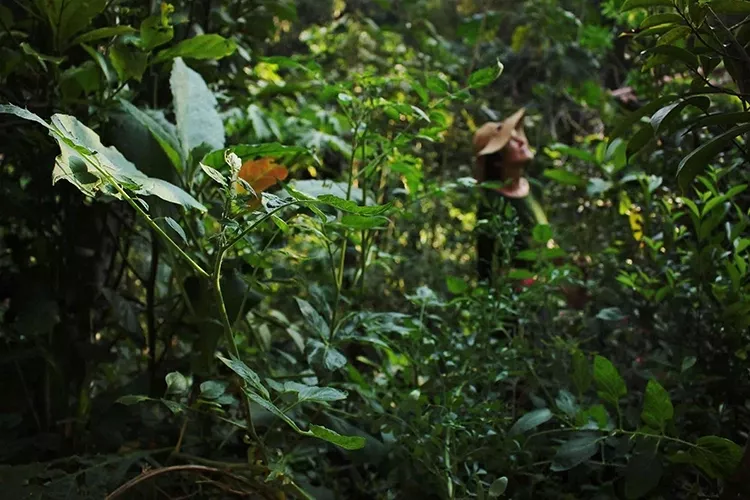 Curso O Maravilhoso Mundo dos Jardins Agroecológicos é bom?